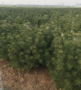 一米白皮松照片，价格便宜