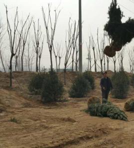 选择绿景白皮松，品质高、质量好