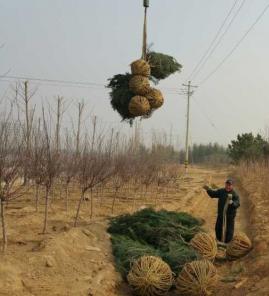白皮松行业市场前景巨大