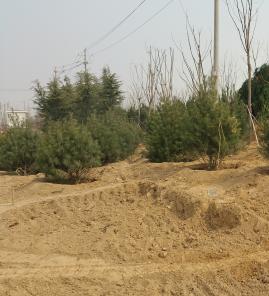 白皮松公园施工