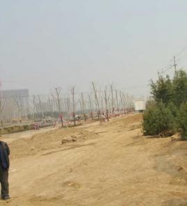 白皮松道路施工现场