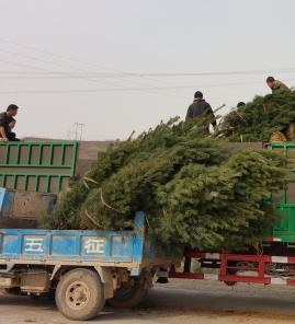 白皮松装车现场