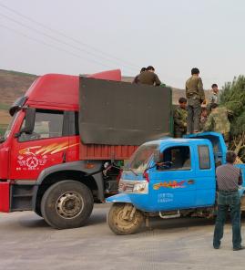 3米白皮松发往北京工地