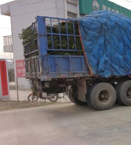 2.5米白皮松发往河北