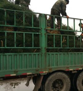 白皮松发往山东济南工地