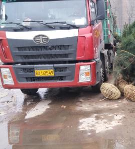 2.5米白皮松发往石家庄