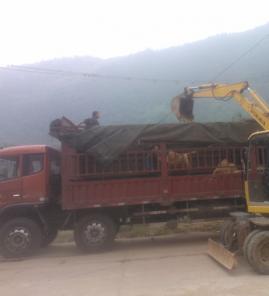 4.5米白皮松发往北京