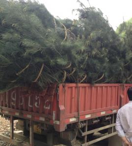 3.5米白皮松发往山东青岛