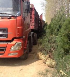2.5米白皮松发往河北石家庄工地