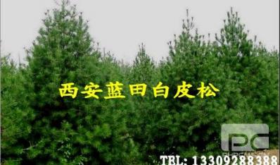 白皮松种植市场行情及前景分析