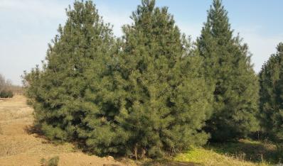 陕西白皮松价格还会上涨吗？