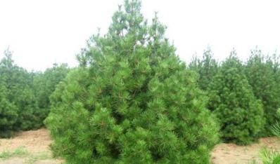 白皮松为什么是园林绿化的首选？