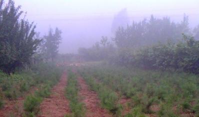 白皮松苗圃地里可以用除草剂吗？