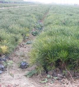 白皮松两年种苗图片