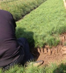 白皮松3年小苗挖苗中