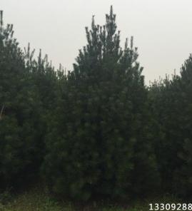 4.5米白皮松精品苗图片