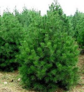 1.5米精品白皮松