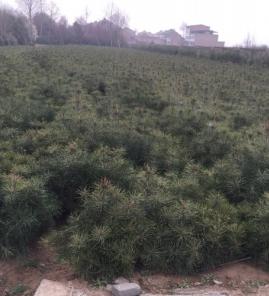 50-80公分白皮松，建苗圃的首选