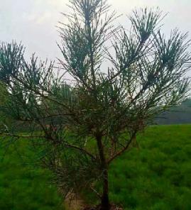 白皮松营养钵苗