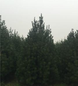3.5米白皮松精品苗实拍