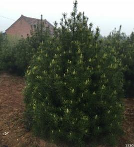 2.5米白皮松精品苗