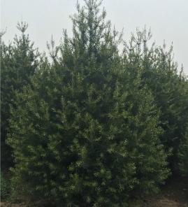 3米精品白皮松工程苗