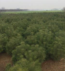 80公分左右白皮松