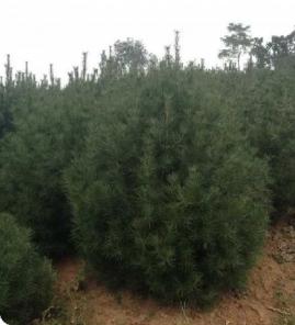 2米精品白皮松工程苗