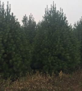 4米白皮松精品苗照片