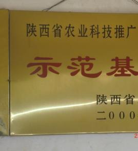 白皮松苗木单位证书